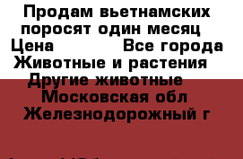 Продам вьетнамских поросят,один месяц › Цена ­ 3 000 - Все города Животные и растения » Другие животные   . Московская обл.,Железнодорожный г.